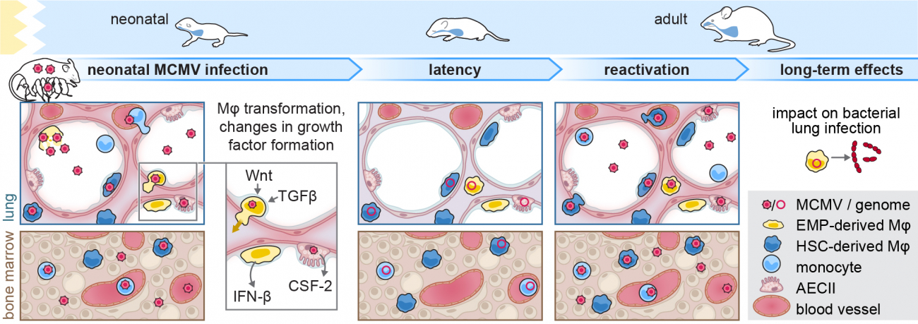 Graphical abstract for Project A02 (Figure by M. Rössler)